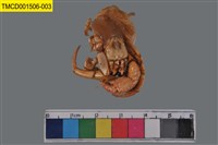 藏品(印紋真寄居蟹)的圖片